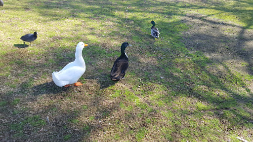 Golf Course «Lemoore Golf Course», reviews and photos, 350 Iona Ave, Lemoore, CA 93245, USA