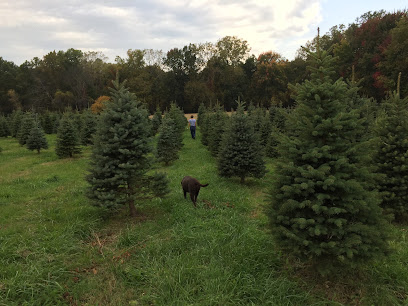 Shea Christmas Tree Farm