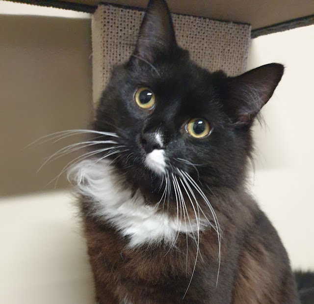 Eastwood Veterinary Clinic