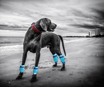 KINEDOG à Pouzols