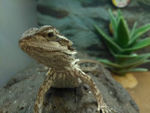 Pet Supply Store «Petco Animal Supplies», reviews and photos, 6720 Fox Centre Pkwy, Gloucester Courthouse, VA 23061, USA