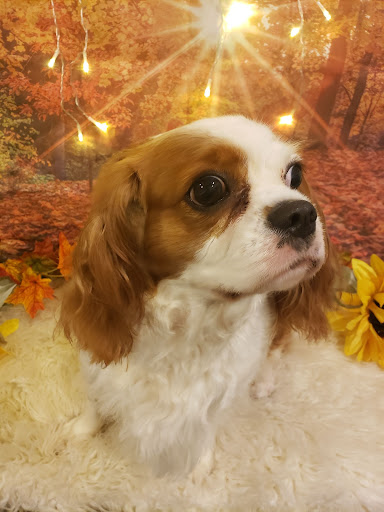 Pet Groomer «Ufuri Pet Salon», reviews and photos, 235 Huron Ave, Port Huron, MI 48060, USA