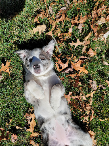 Cashiers Village Veterinary image