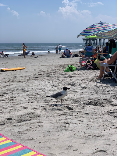 Community Center «Avalon Community Hall», reviews and photos, 3001 Avalon Ave, Avalon, NJ 08202, USA