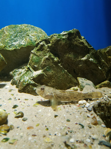 Aquarium «Belle Isle Aquarium», reviews and photos, 900 Inselruhe Ave, Detroit, MI 48207, USA