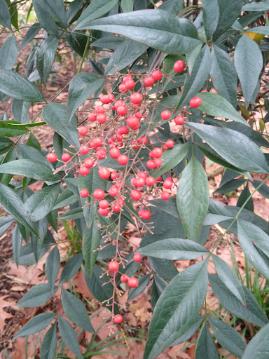 Park «Alberta Park», reviews and photos, 1905 NE Killingsworth St, Portland, OR 97211, USA