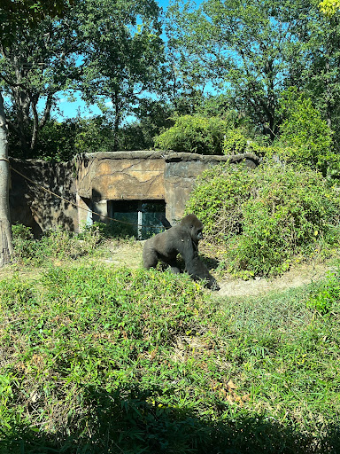 Transit Stop «Dallas Zoo Station», reviews and photos, 614 S. Ewing Avenue, Dallas, TX 75203, USA