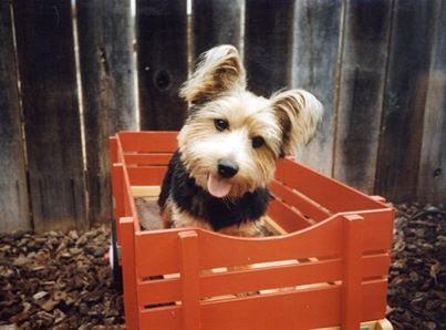 Pet Groomer «My Pal Pet Supplies & Grooming», reviews and photos, 817 W Napa St, Sonoma, CA 95476, USA