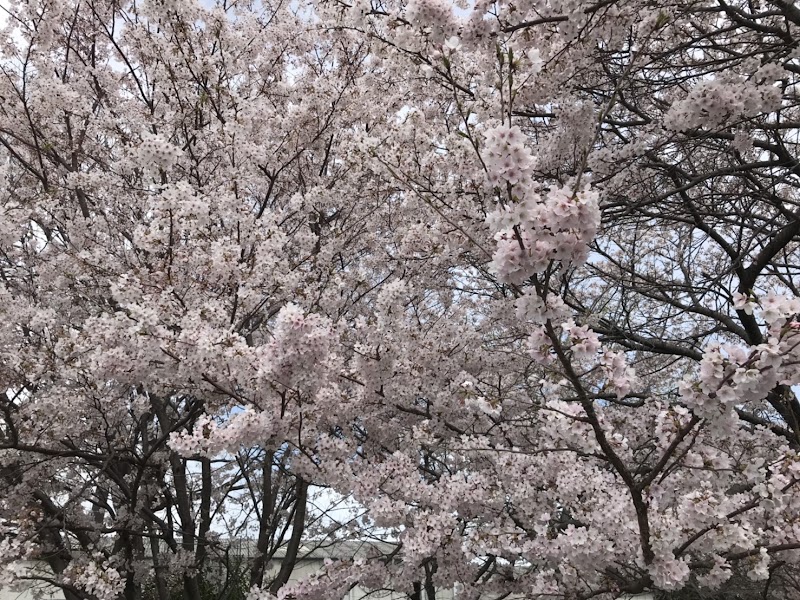 大州第一公園