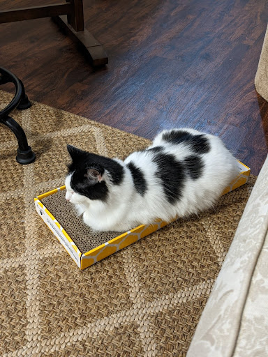 Animal Shelter «One of A Kind Pet Rescue», reviews and photos, 1929 W Market St, Akron, OH 44313, USA