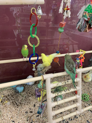 Pet Store «Petland Village of East Side», reviews and photos, 6401 Penn Ave, Pittsburgh, PA 15206, USA