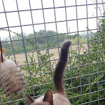 Photo n° 8 de l'avis de Man47!. fait le 27/09/2023 à 14:03 pour PapadamCats à Saint-Avit
