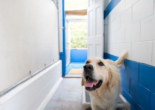 Specialty Dog Training image