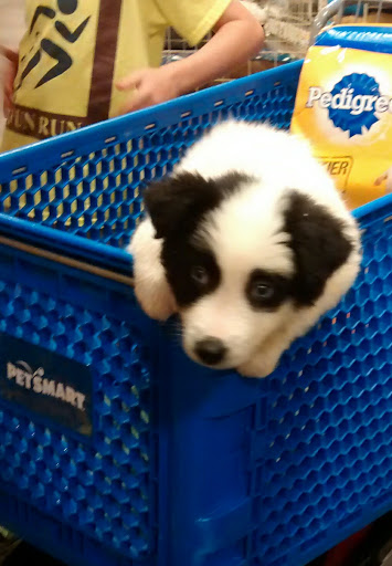 Pet Supply Store «PetSmart», reviews and photos, 11183 S Parker Rd, Parker, CO 80134, USA