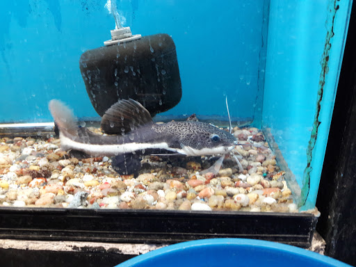 Aquarium «Tropical Treasures», reviews and photos, 3502 W Greenway Rd Suite 7, Phoenix, AZ 85053, USA