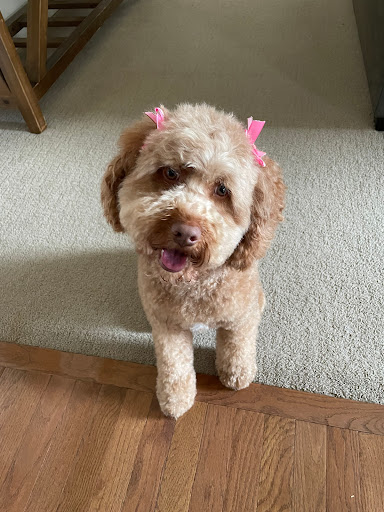 Pet Supply Store «Pet Supplies Plus», reviews and photos, 2224 S Main St, Ann Arbor, MI 48103, USA