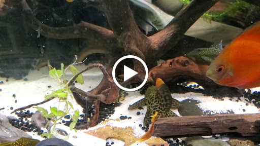 Pet Supply Store «Exotic Aquatic», reviews and photos, 275 E Oakland Park Blvd, Fort Lauderdale, FL 33334, USA