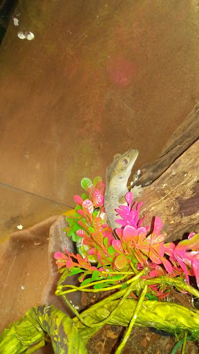 Pet Supply Store «Pet Supplies Plus», reviews and photos, 421 Green Springs Hwy Ste, Homewood, AL 35209, USA