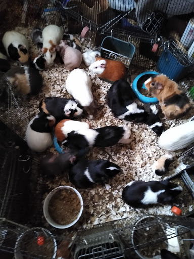 Home Improvement Store «The Home Depot», reviews and photos, 68 E Thompson Pl, Monticello, NY 12701, USA