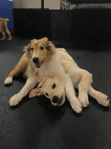 Pet Store «Happy, Clean and Smart», reviews and photos, 5700 W Kilgore Ave, Muncie, IN 47304, USA