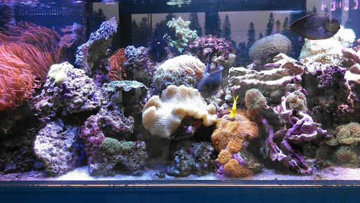 Pet Store «World of Wet Pets», reviews and photos, 8542 SW Apple Way, Portland, OR 97225, USA