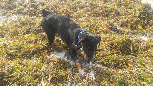 Park «Juno Dunes Natural Area», reviews and photos, 14501 US-1, Juno Beach, FL 33408, USA