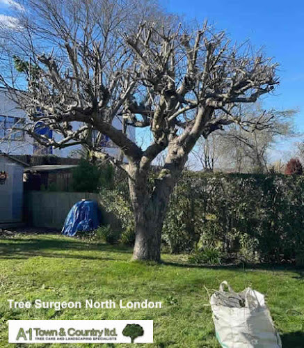 Comments and reviews of A1 Town & Country Tree Care Ltd