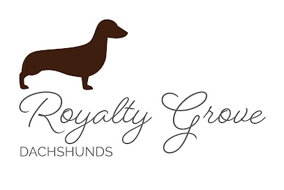 Royalty Grove Dachshunds
