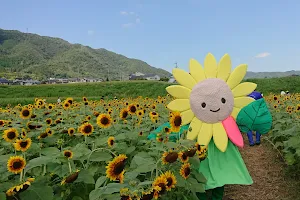 Oharano Sunflower Field image