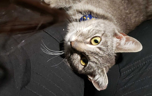 Pet Supply Store «PetSmart», reviews and photos, 1125 Hover St, Longmont, CO 80501, USA