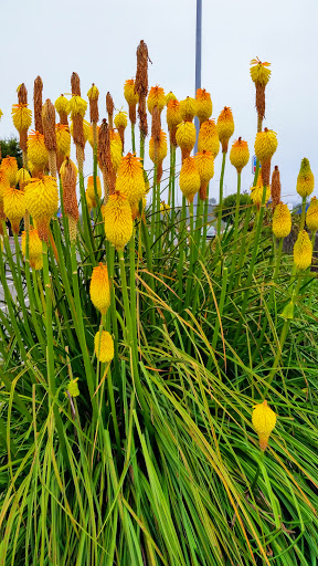 Shopping Mall «Valley West Shopping Center», reviews and photos, 5000 Valley W Blvd, Arcata, CA 95521, USA