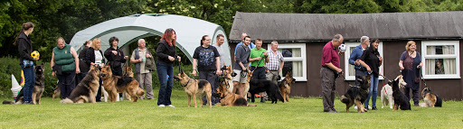 Yorkshire German Shepherd Dog Training