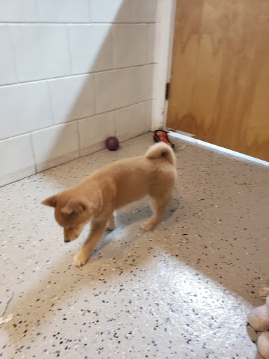 Pet Store «All Pets Club», reviews and photos, 1167 N Colony Rd, Wallingford, CT 06492, USA