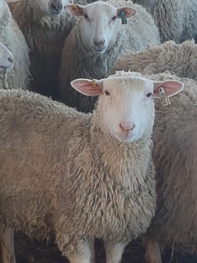 Canada Sheep & Lamb Farms Ltd.