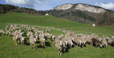 GAEC la bergerie de Saint Pierre à Saint-Pierre-de-Genebroz