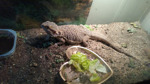 Pet Supply Store «Pet Supplies Plus», reviews and photos, 2410 Augusta Rd, West Columbia, SC 29169, USA