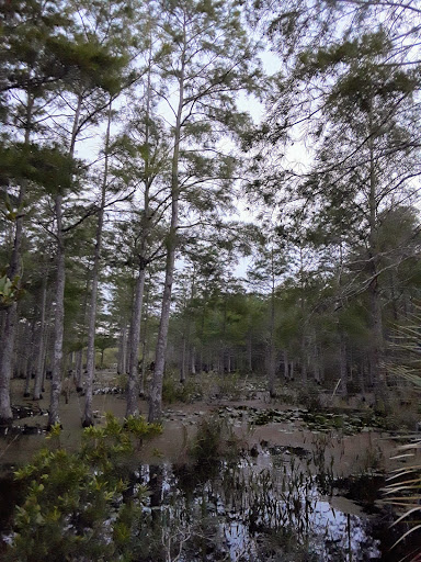 Nature Preserve «Karen T. Marcus Sandhill Crane Access Park», reviews and photos, 8175 PGA Boulevard, Palm Beach Gardens, FL 33418, USA