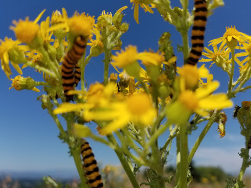 Park «Powell Butte Nature Park», reviews and photos, 16160 SE Powell Blvd, Portland, OR 97236, USA