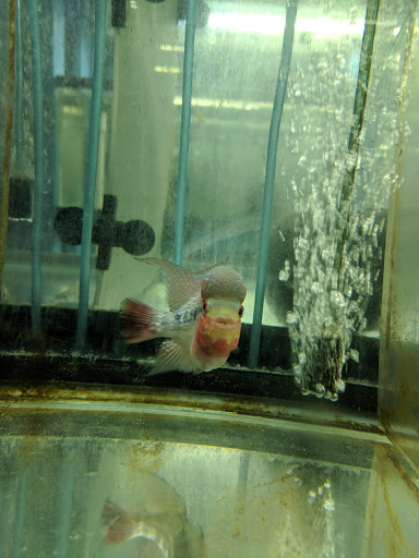 Tropical Fish Store «KHC Aquarium», reviews and photos, 150-1 Northern Blvd, Flushing, NY 11354, USA