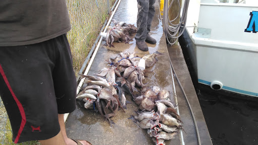 Fishing Charter «Miss Virginia Deep Sea Fishing», reviews and photos, 7847 Bayview St, Port Richey, FL 34668, USA