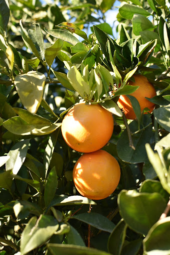 Produce Market «Orange Patch», reviews and photos, 2717 E Lehi Rd, Mesa, AZ 85213, USA