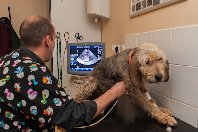 Clinique vétérinaire des lavandes à La Bégude-de-Mazenc