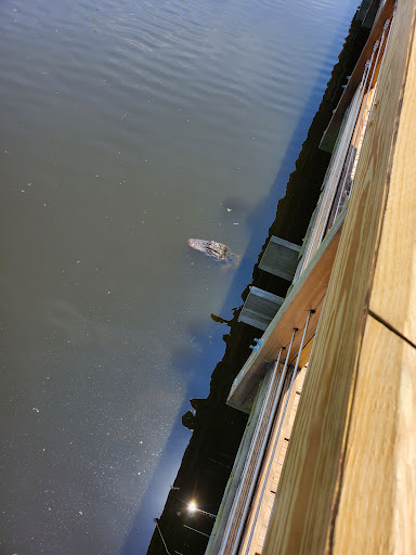 Park «Cypress Wetlands», reviews and photos, 1700 Paris Ave, Port Royal, SC 29935, USA
