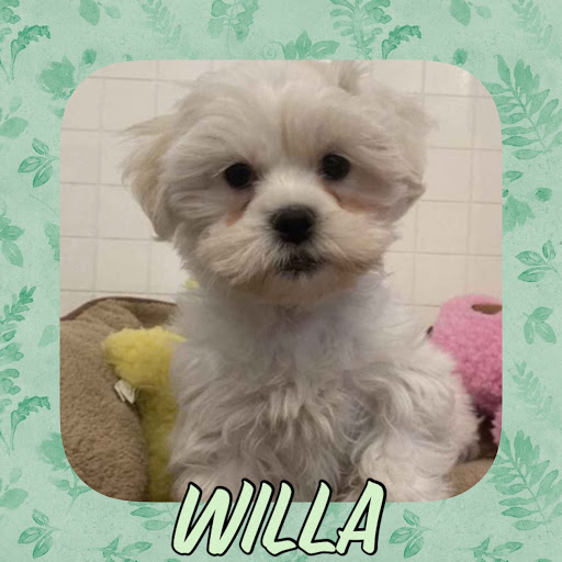 Pet Store «Pet Express», reviews and photos, 250 Granite St, Braintree, MA 02184, USA