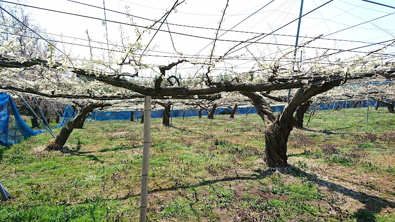 松本農園 高崎市 榛名地区 群馬県高崎市白岩町 果樹園 飲食店 グルコミ