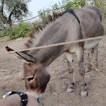 Photo n°3 de l'avis de massimo.e fait le 02/08/2021 à 10:57 sur le  Sulla Collina à Castelnuovo di Farfa