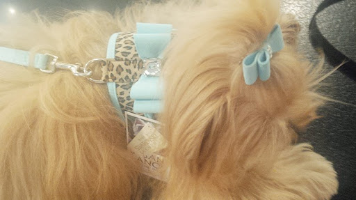 Pet Store «Puppy Boutique Store», reviews and photos, 4001 N Federal Hwy, Fort Lauderdale, FL 33308, USA