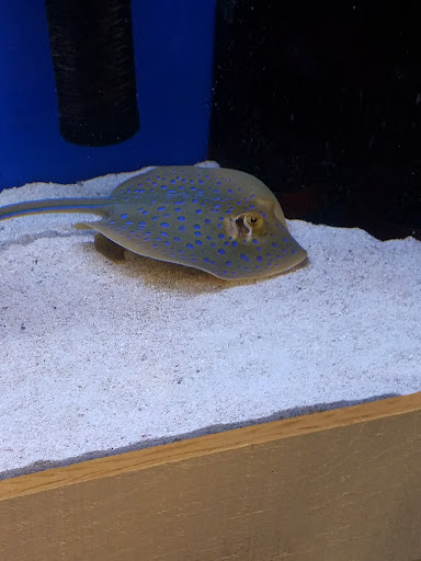 Tropical Fish Store «Stingray Bay», reviews and photos, 17800 E 9 Mile Rd, Eastpointe, MI 48021, USA
