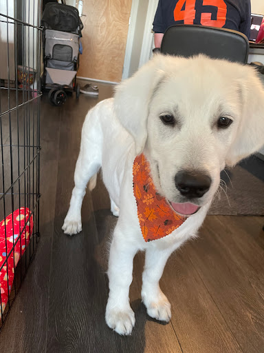 Maverick's Grooming Studio