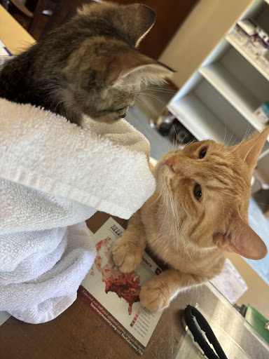 Colony Veterinary Hospital image